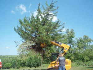 Extracted 12" diameter cedar tree in under 2 minutes
